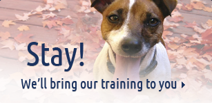 Stay! We'll bring our training to you